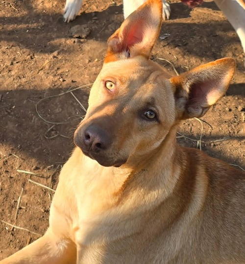 NACHITO - Carolina Dog available for adoption