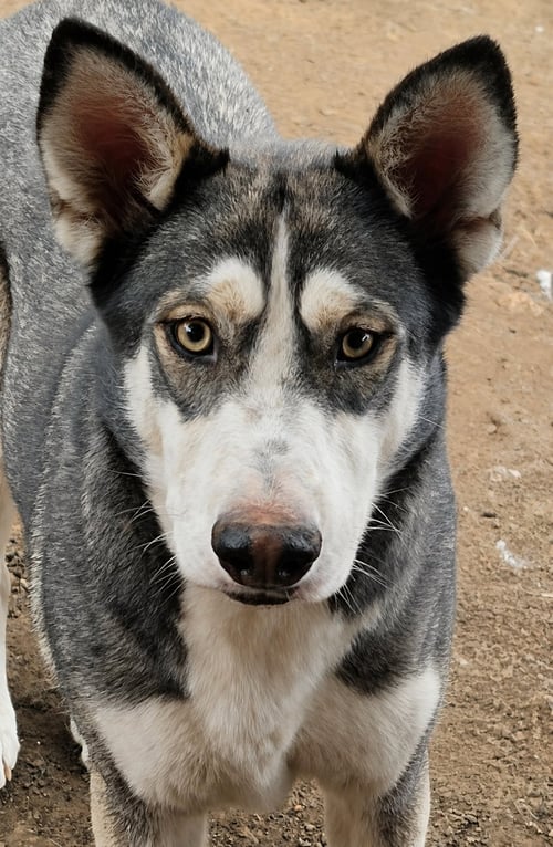 MASK - Siberian Husky available for adoption