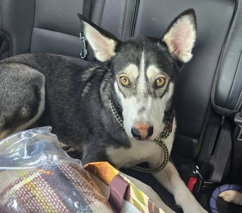 MASK - Siberian Husky available for adoption