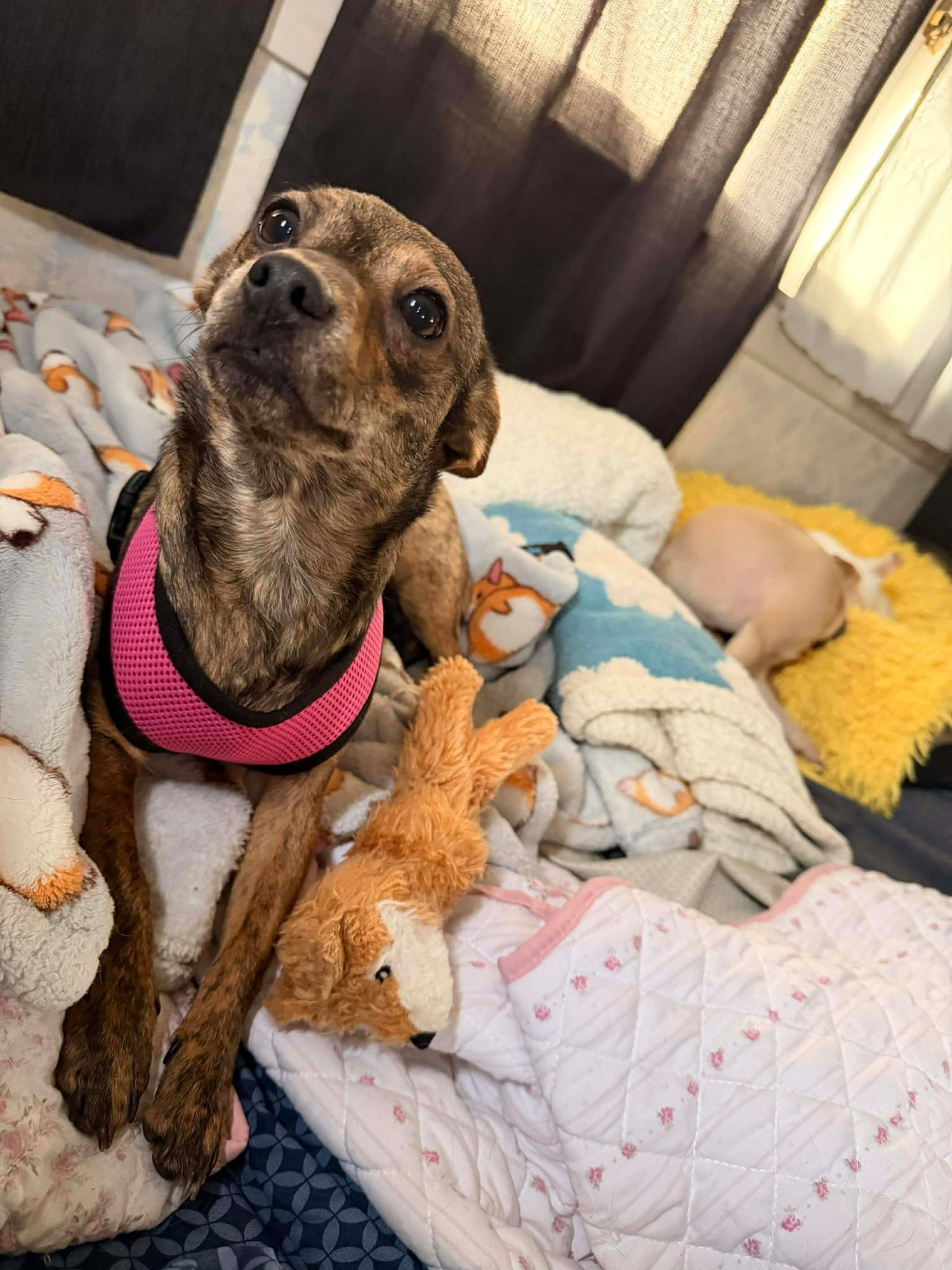 PRINCESS - Chihuahua available for adoption