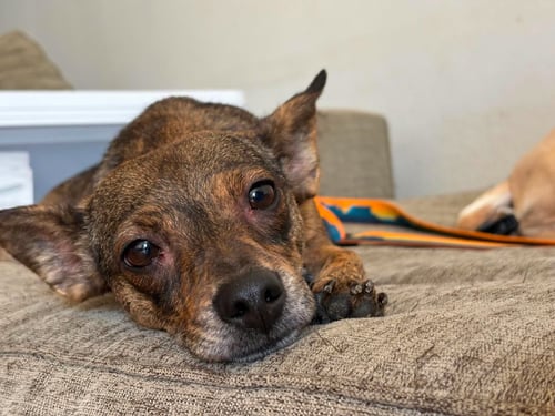 PRINCESS - Chihuahua available for adoption