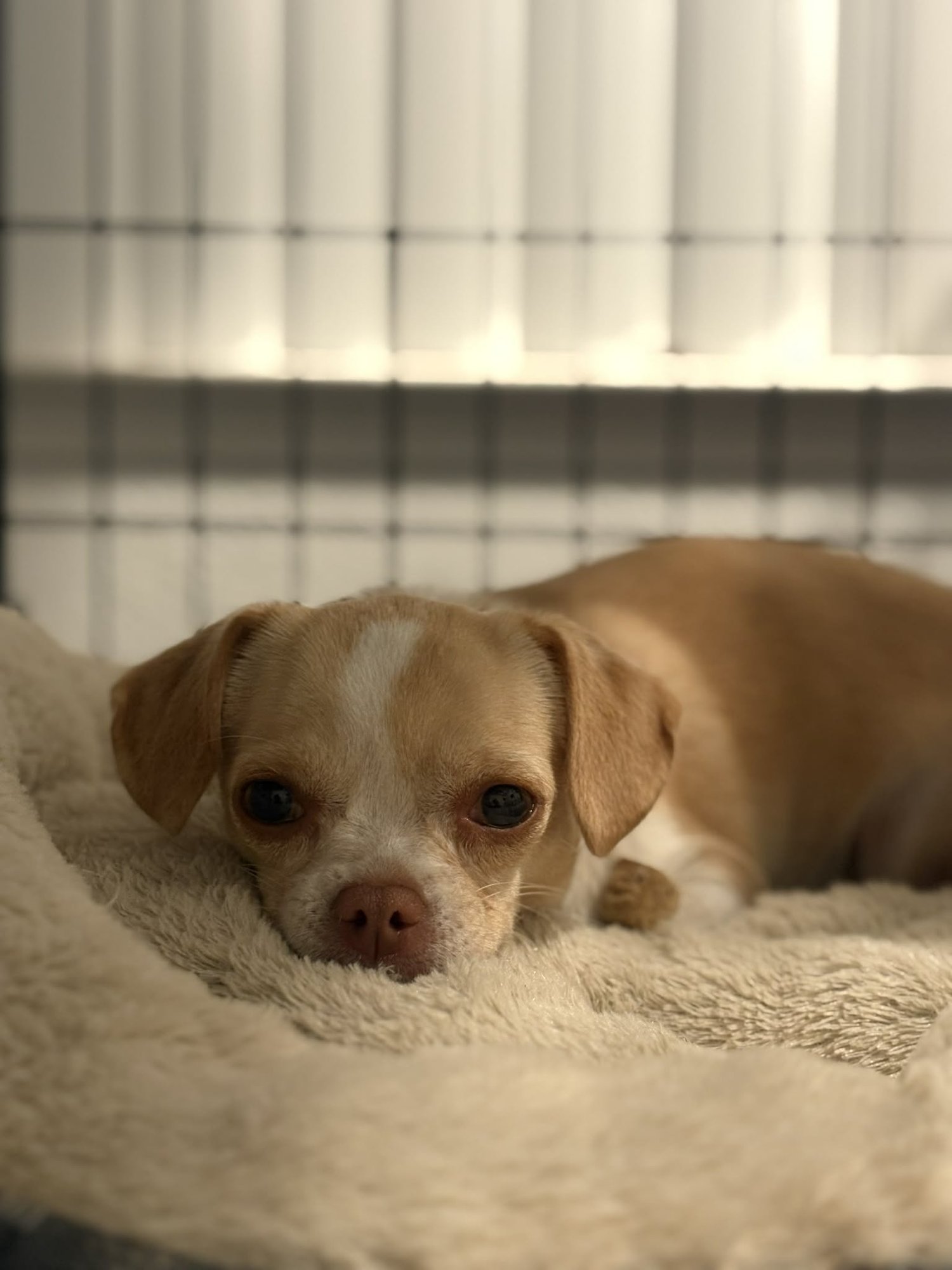 REGINA - Chihuahua available for adoption