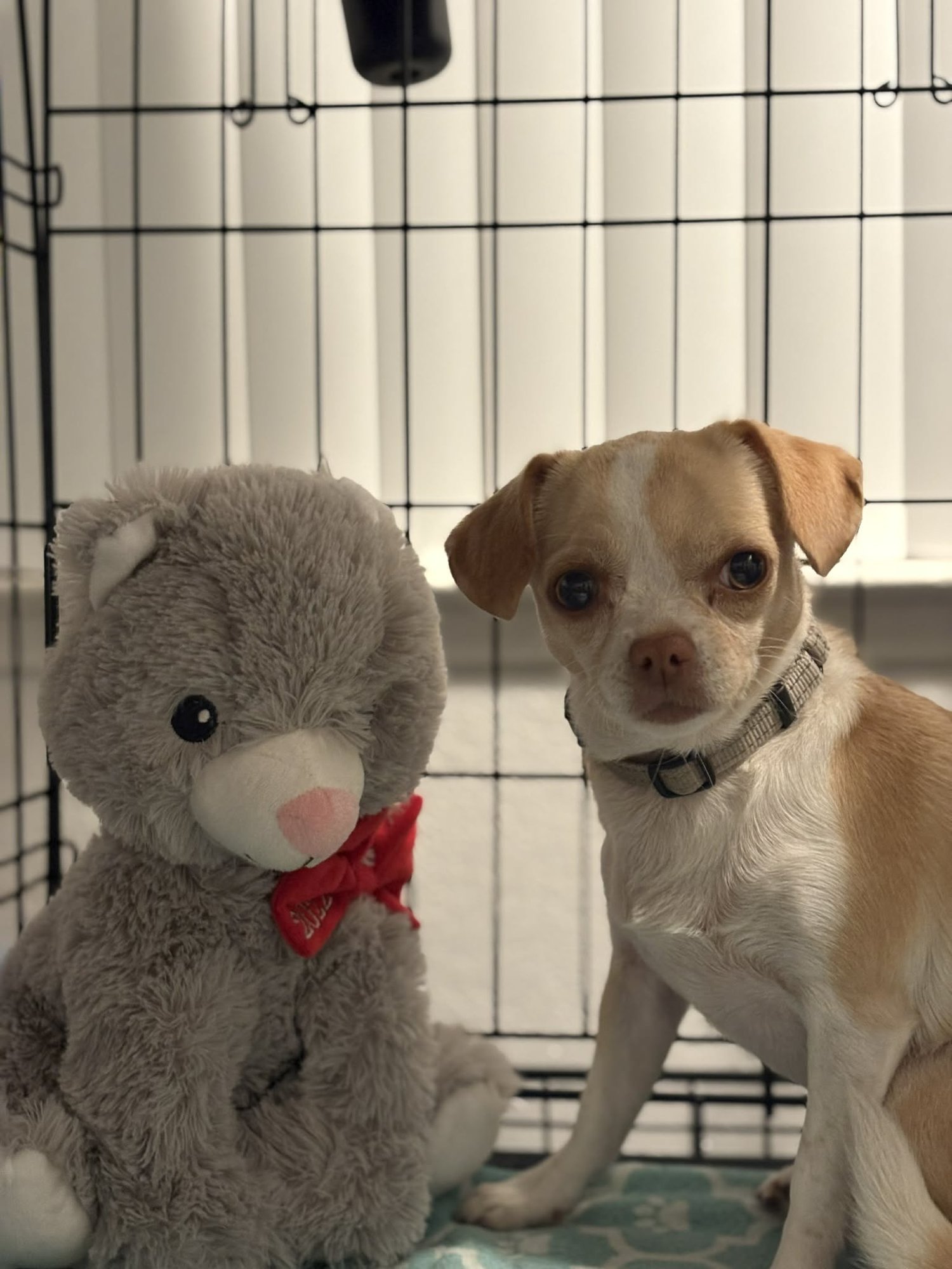 REGINA - Chihuahua available for adoption