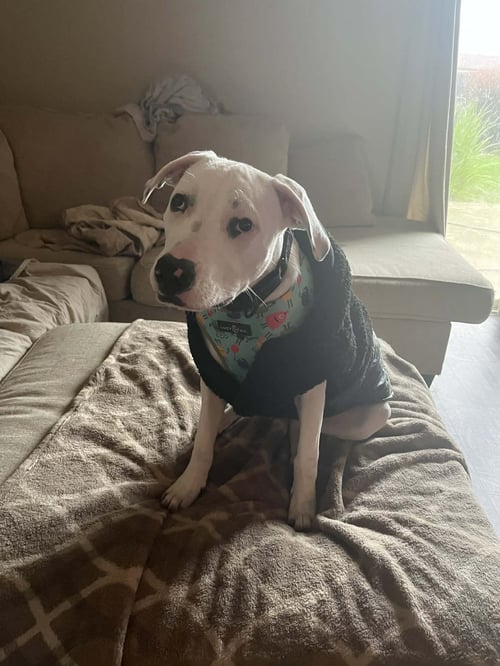 ECHO - Pit Bull Terrier available for adoption