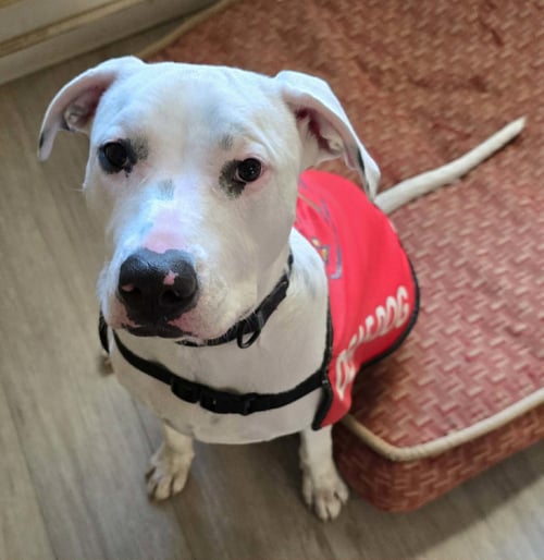 ECHO - Pit Bull Terrier available for adoption
