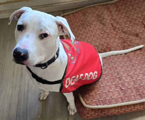 ECHO - Pit Bull Terrier available for adoption