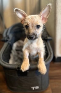 BeBe - Photo 5