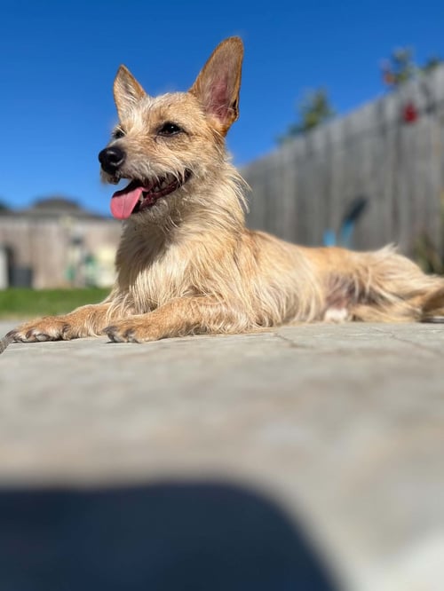 BEBE - Chihuahua available for adoption