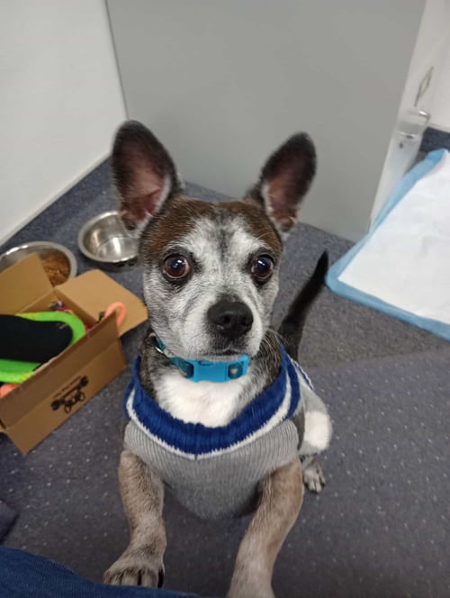 LOUIS - Chihuahua available for adoption