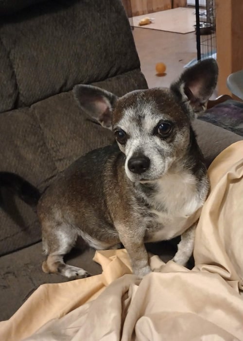 LOUIS - Chihuahua available for adoption