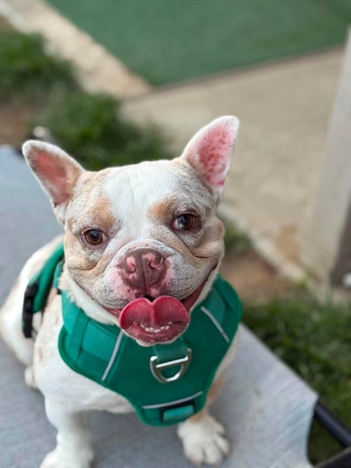 CANNON - French Bulldog available for adoption
