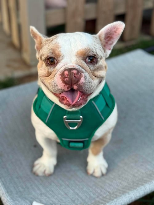 CANNON - French Bulldog available for adoption