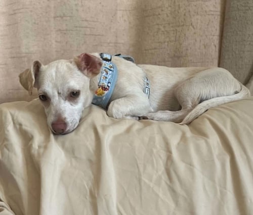DINGO - Chihuahua available for adoption