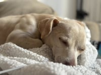 Dingo - Photo 3