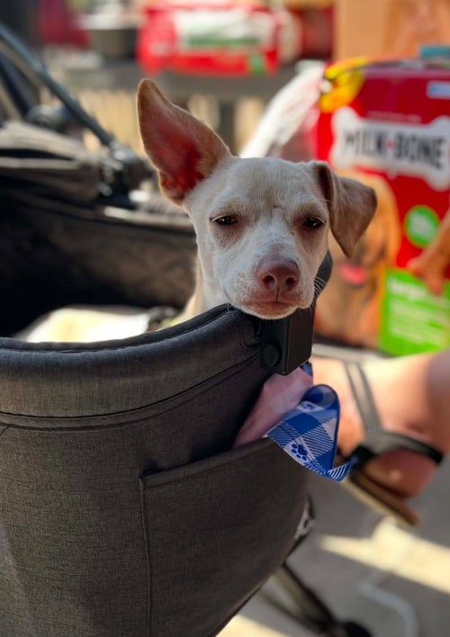 DINGO - Chihuahua available for adoption