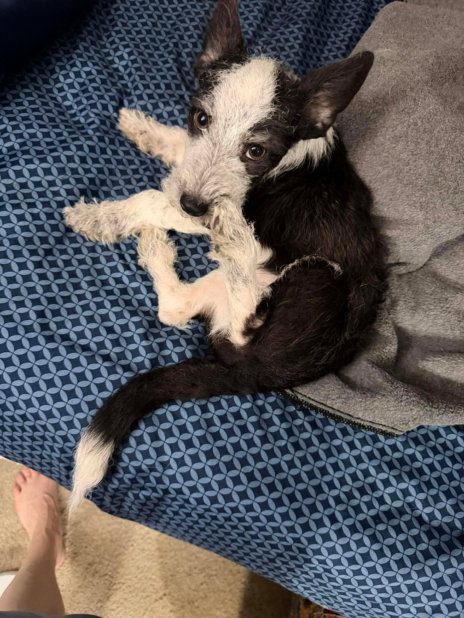 CYRUS - Chihuahua / Terrier available for adoption