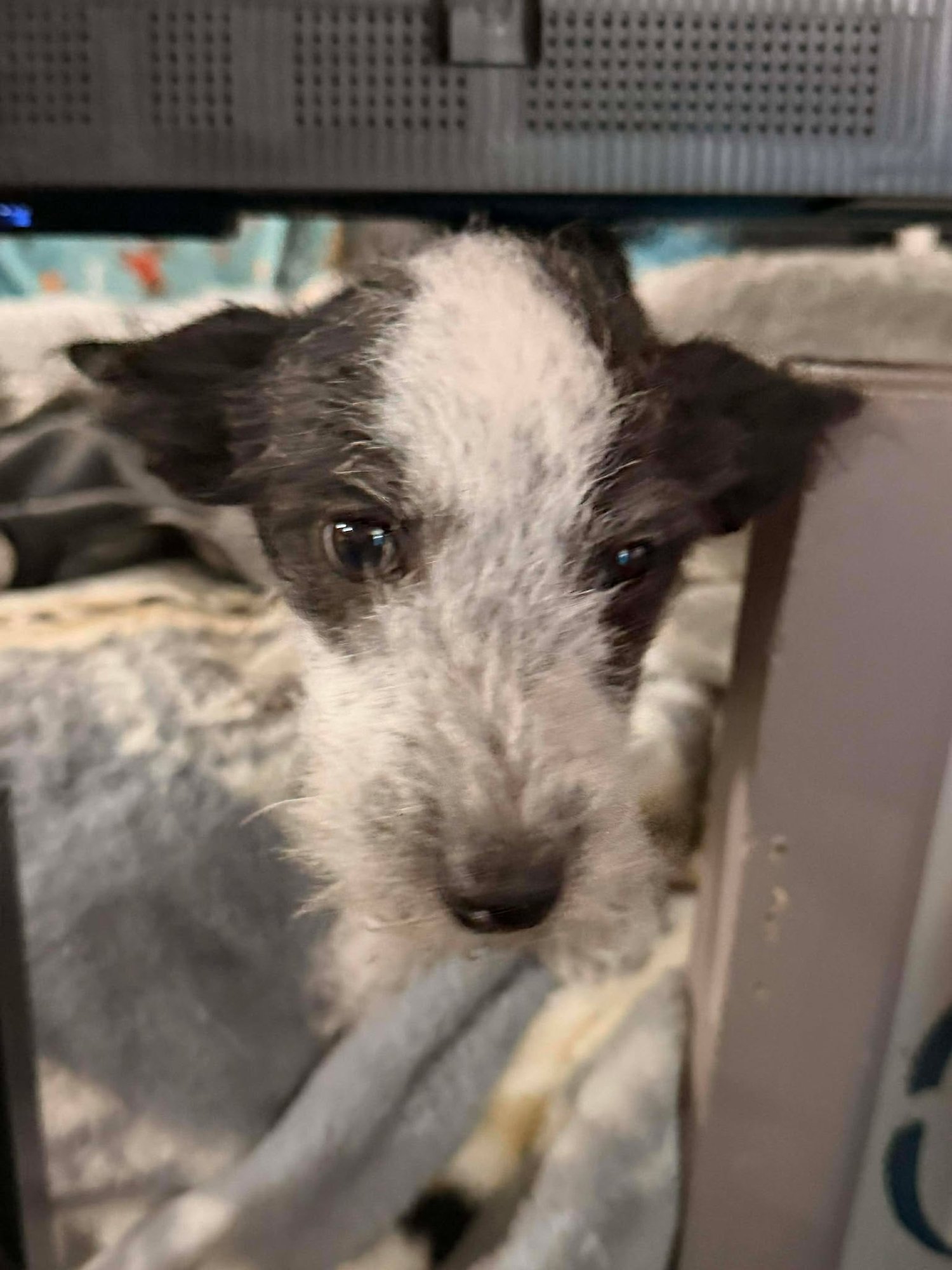 CYRUS - Chihuahua / Terrier available for adoption