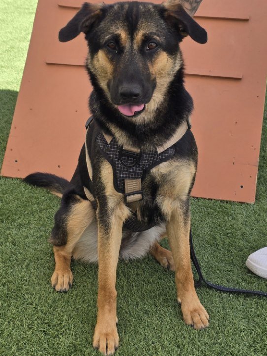 Lucy Image