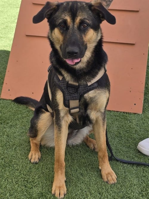 LUCY - German Shepherd Dog available for adoption
