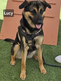 Lucy - Photo 2