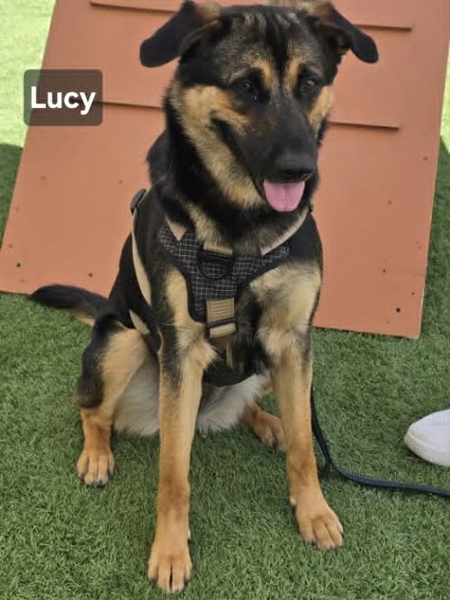 LUCY - German Shepherd Dog available for adoption