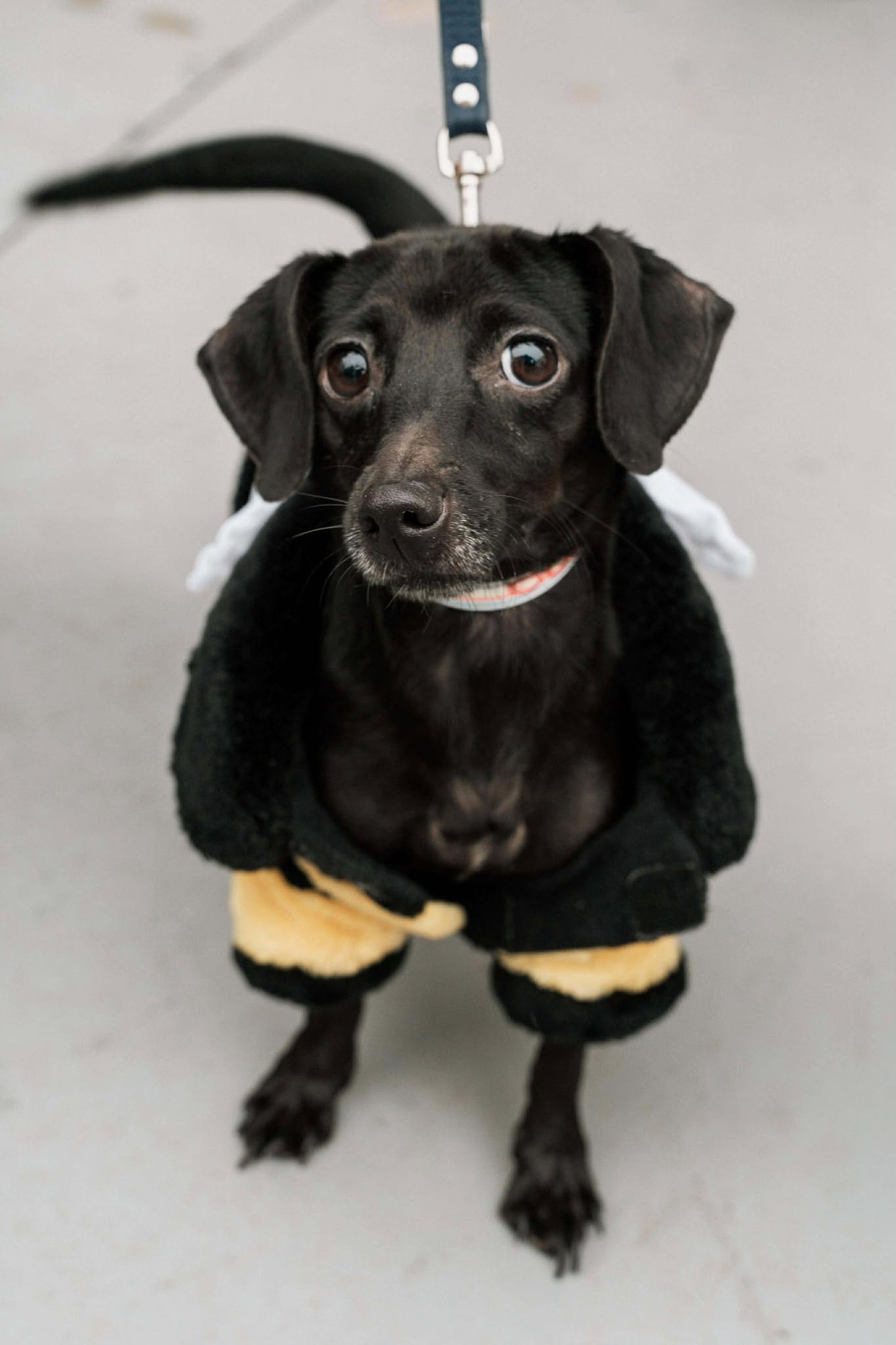 BELLA - Chihuahua / Dachshund available for adoption