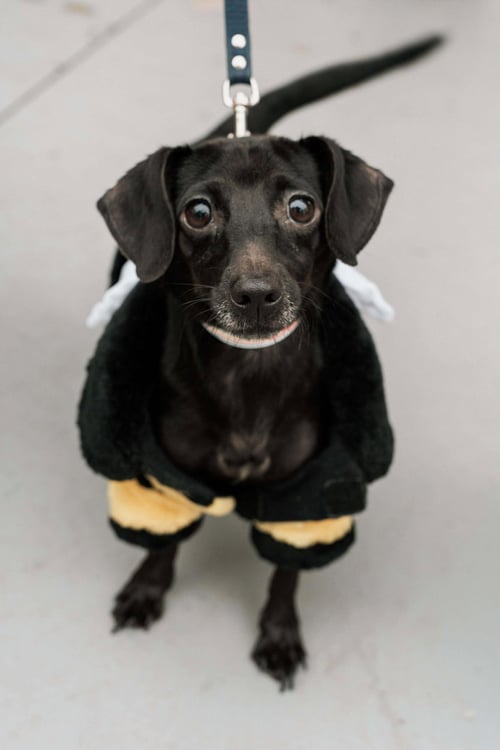 BELLA - Chihuahua / Dachshund available for adoption