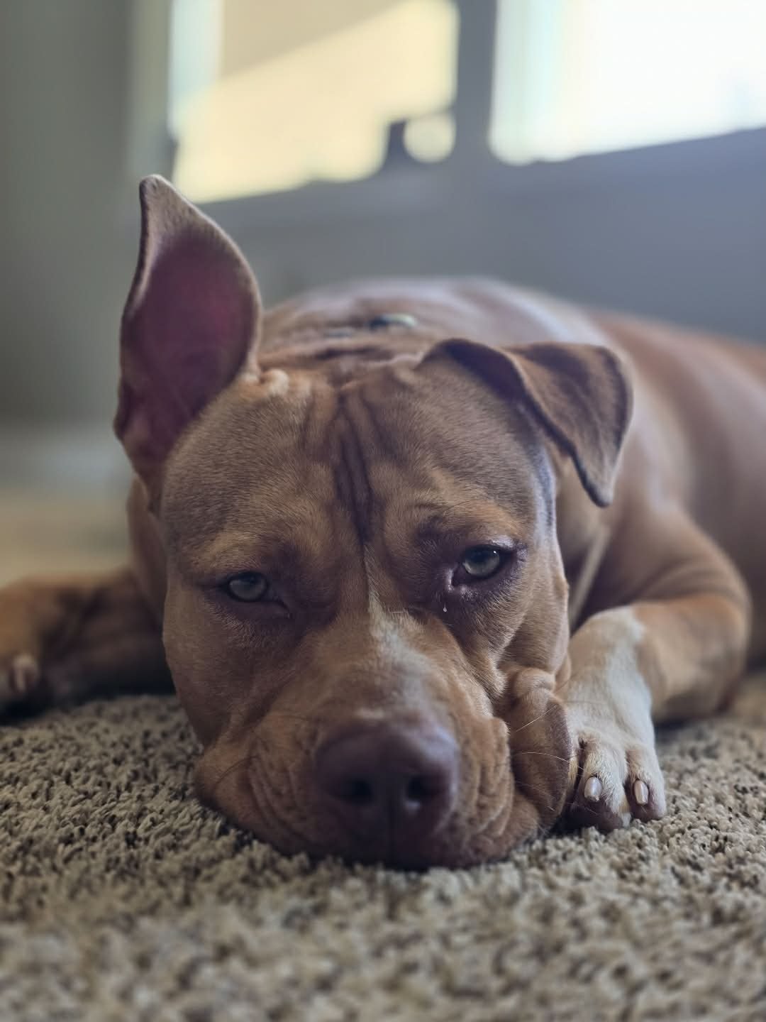 LUNA - American Pit Bull Terrier available for adoption