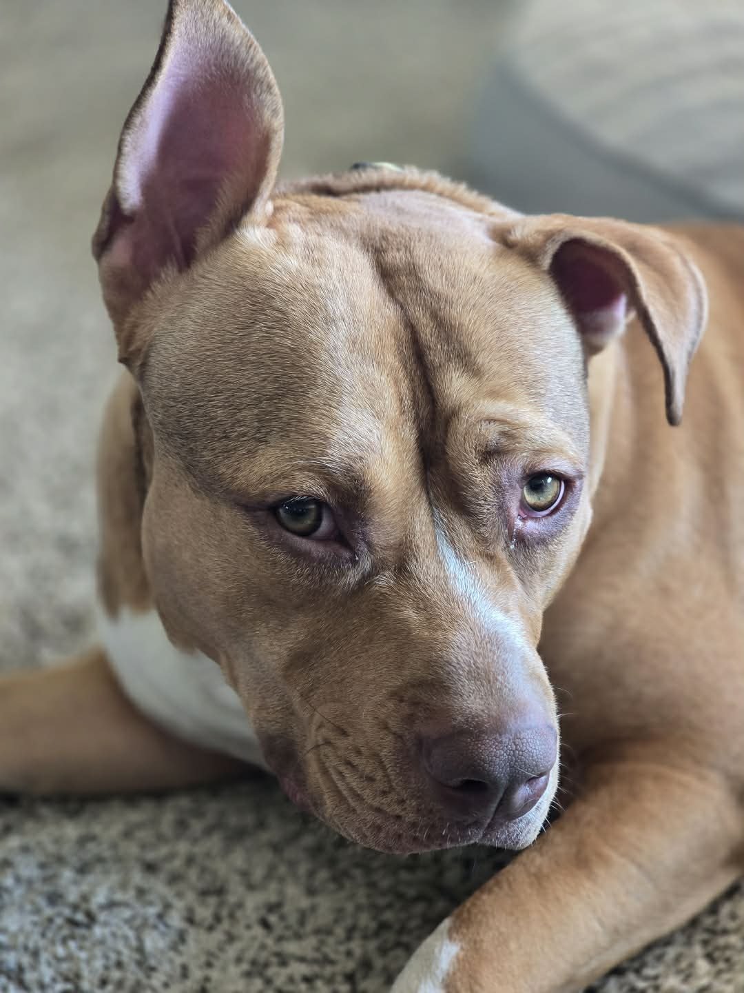 LUNA - American Pit Bull Terrier available for adoption