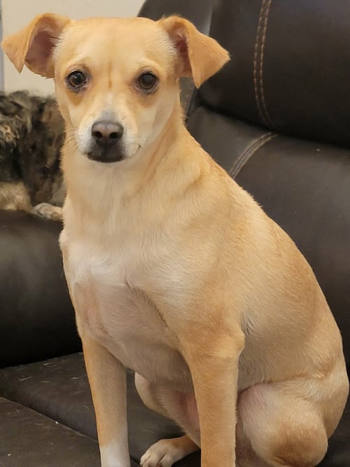 PRETTY - Chihuahua available for adoption