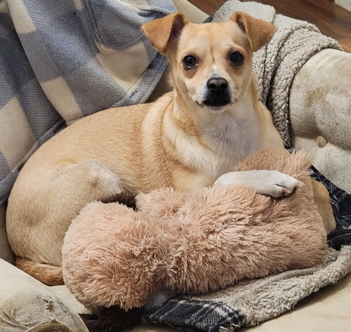 PRETTY - Chihuahua available for adoption