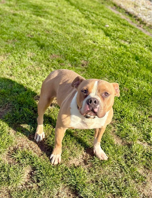 KINGSTON - Pit Bull Terrier available for adoption