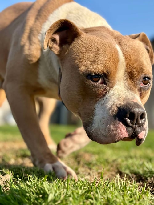 KINGSTON - Pit Bull Terrier available for adoption