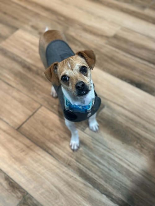 KIP - Chihuahua available for adoption