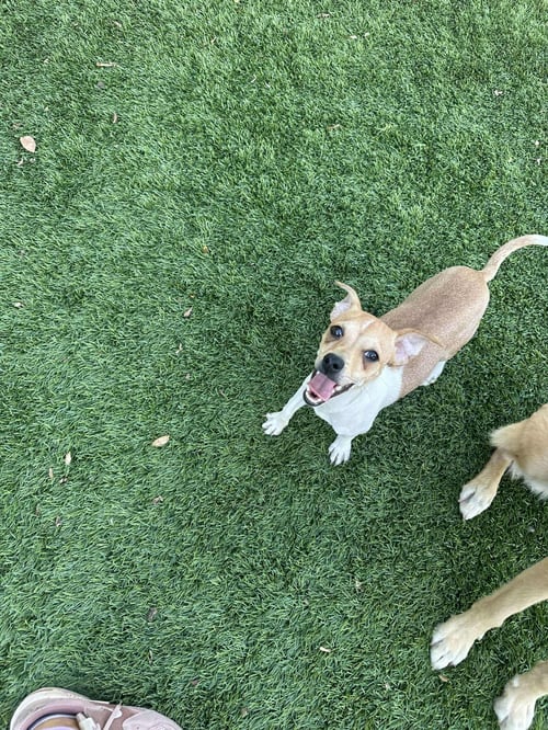 KIP - Chihuahua available for adoption