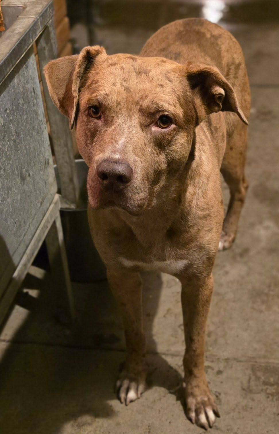 LEO - Pit Bull Terrier / Catahoula Leopard Dog available for adoption