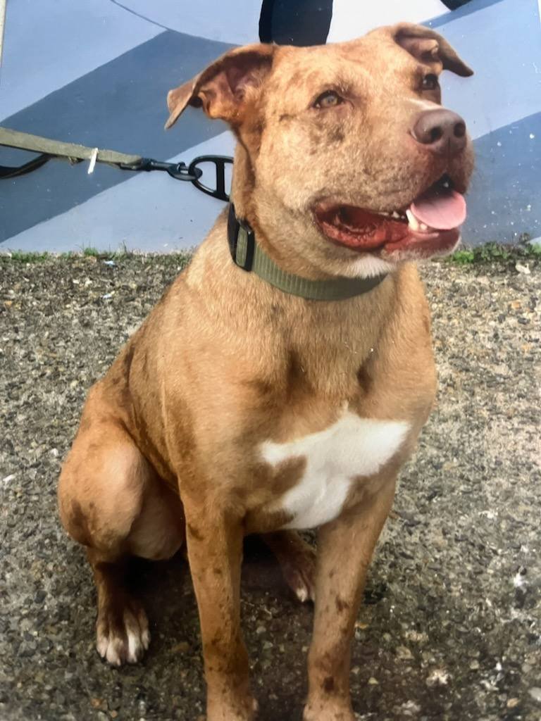 LEO - Pit Bull Terrier / Catahoula Leopard Dog available for adoption