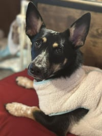 Penelope - Photo 3