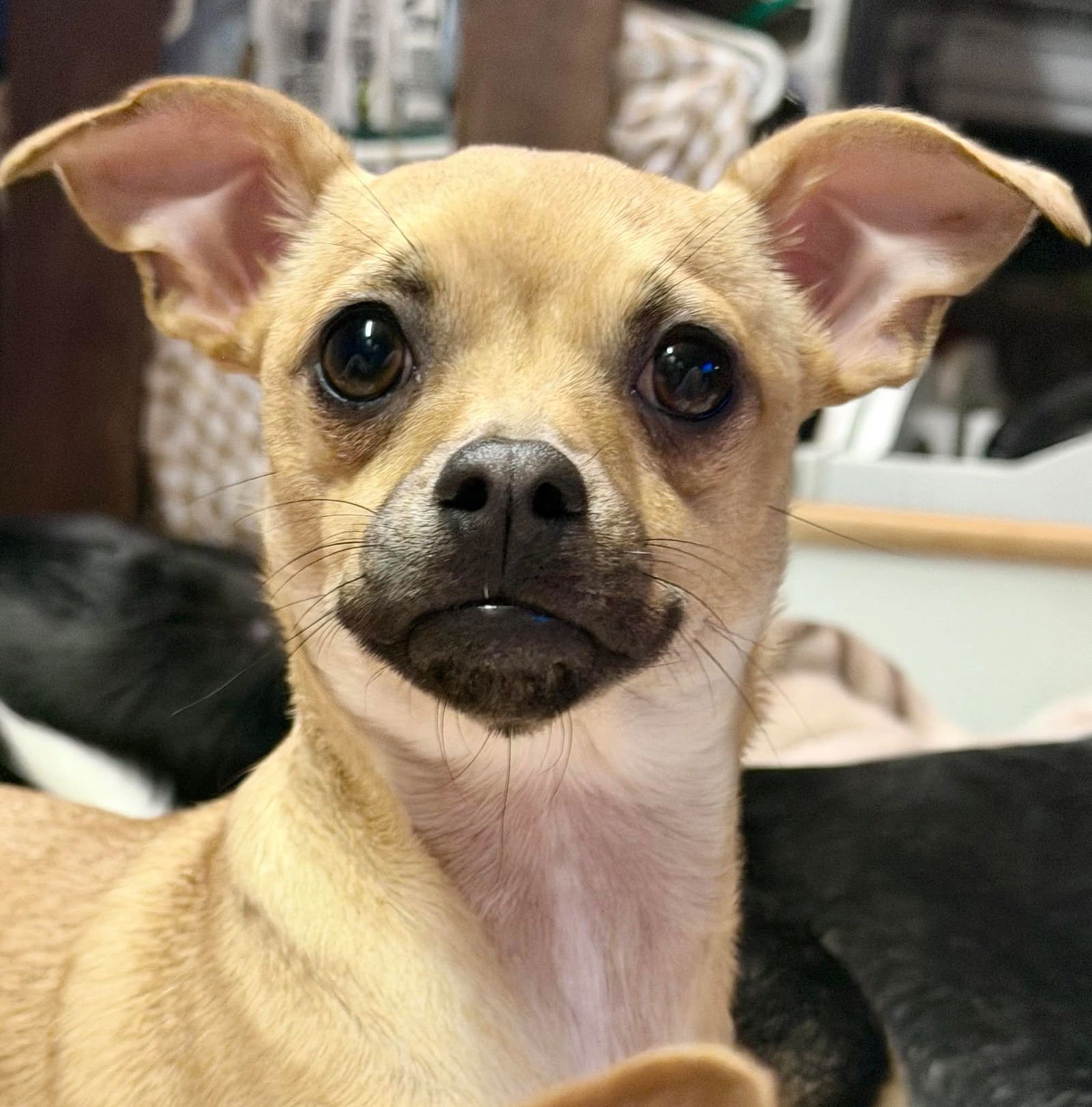 EMBER - Chihuahua available for adoption