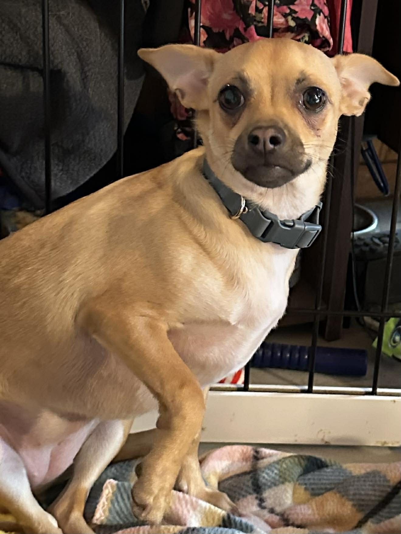 EMBER - Chihuahua available for adoption