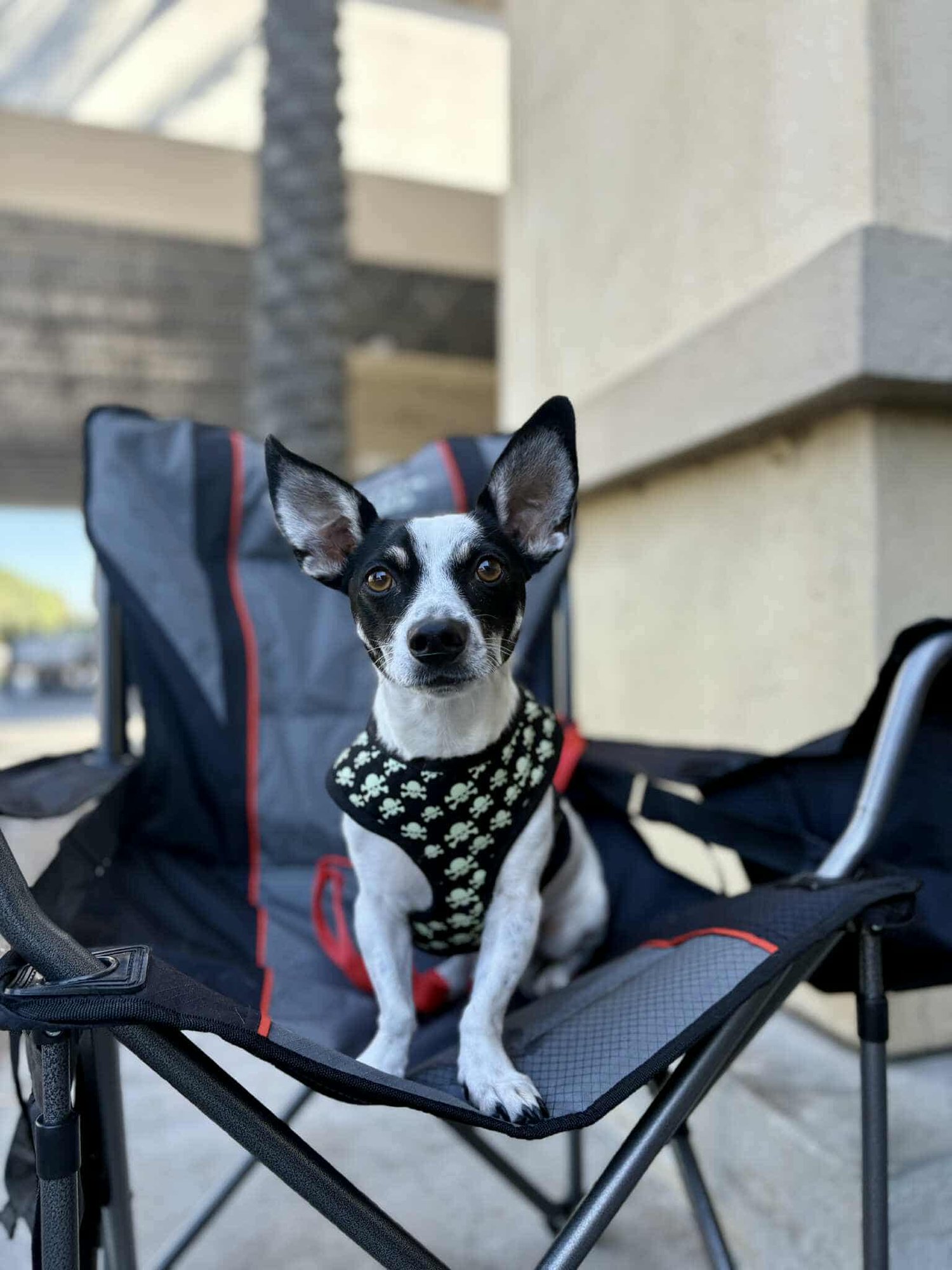 NACHO - Chihuahua / Dachshund available for adoption