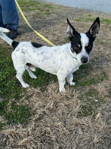 NACHO - Chihuahua / Dachshund available for adoption