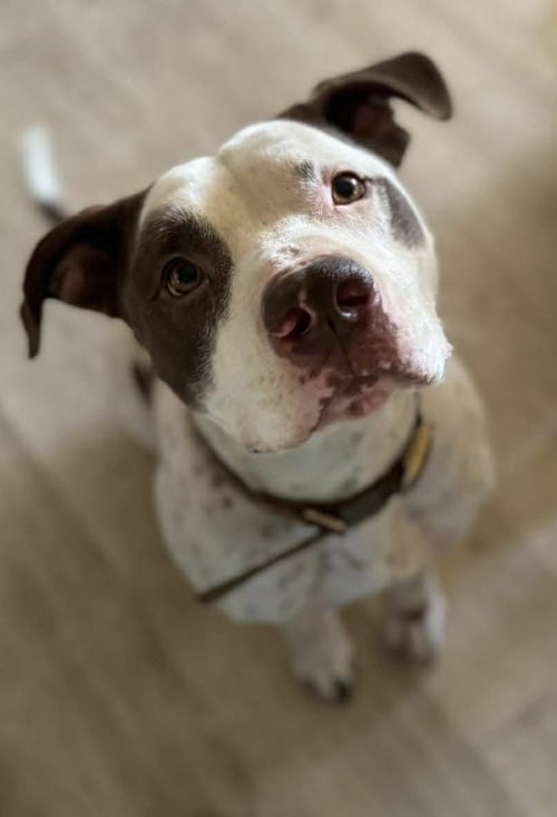 GUMBO - American Bulldog / German Shorthaired Pointer available for adoption