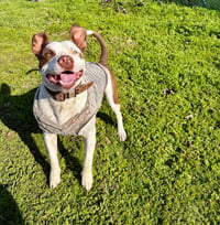 Gumbo - Photo 5