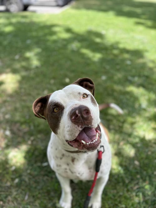 GUMBO - American Bulldog / German Shorthaired Pointer available for adoption