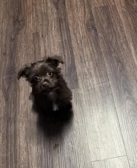 Cooper - Photo 1