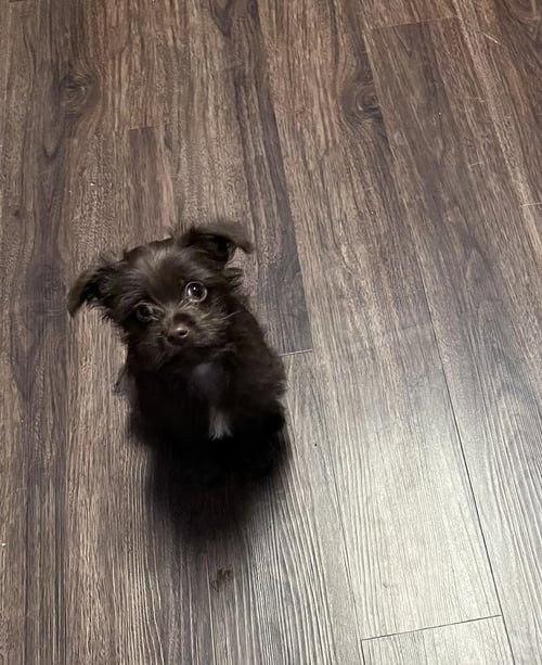 COOPER