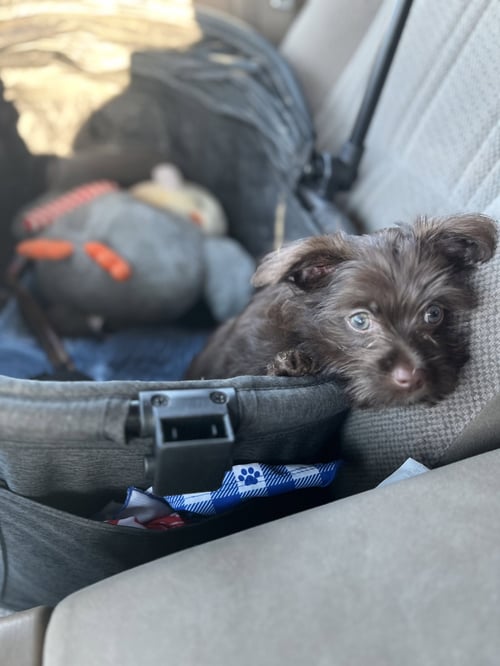 COOPER - Poodle (Toy) / Yorkshire Terrier Yorkie available for adoption