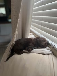 Cooper - Photo 3