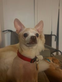 Bella - Photo 2
